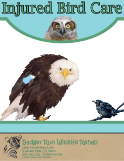 Injured Bird Care - Badger Run Wildlife Rehab