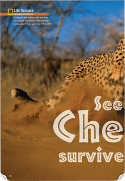 Cheetah Nov_Dec_2014_