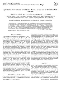 Epicuticular Wax Columns in Cultivated Brassica Species