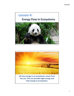 Energy Flow in Ecosystems