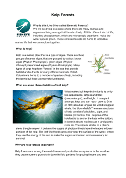 Kelp Forests - Squarespace
