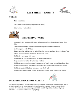 rabbits - Old Macdonald`s Travelling Farms