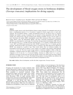 The development of blood oxygen stores in bottlenose dolphins
