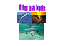 Dolphins by Caley