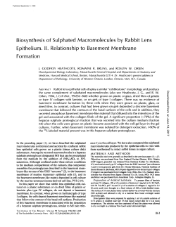 Biosynthesis of Sulphated Macromolecules by Rabbit Epithelium. II