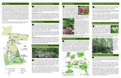 Ridgetop Oak Forest Mountain Laurel Understory The Laurel
