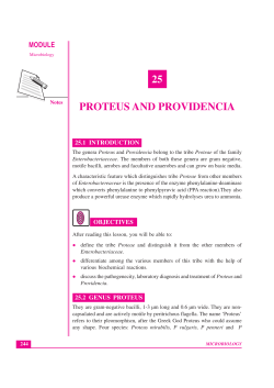 25 proteus and providencia