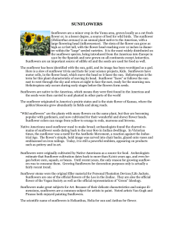 sunflowers - College of Agriculture and Life Sciences