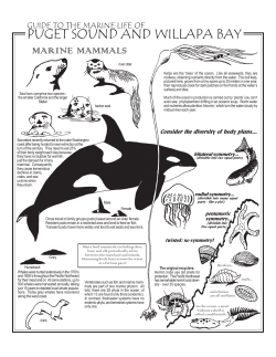 PUGET SOUND AND WILLAPA BAY