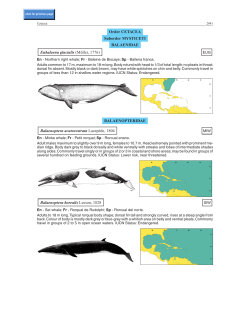 Order CETACEA Suborder MYSTICETI BALAENIDAE Eubalaena