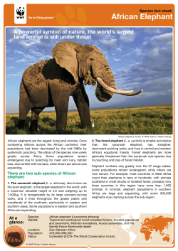 African Elephant