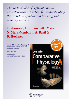 The vertical lobe of cephalopods: an attractive brain