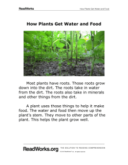 How Plants Get Water and Food