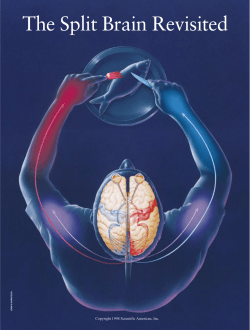 The Split Brain Revisited - The University of Texas at Dallas