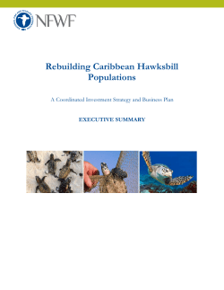 Rebuilding Caribbean Hawksbill Populations