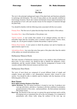 Lab -5- The Root Herbaceous Monocot Roots Herbaceous Dicot