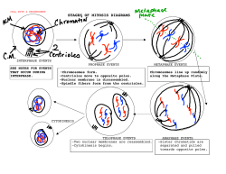 STAGES OF MITOSIS DIAGRAMS ANSWER SHEET