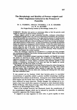 The Morphology and Motility of Proteus vulgaris and