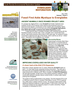 Fossil Find Adds Mystique to Everglades
