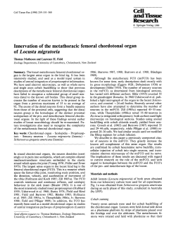Innervation of the metathoracic femoral chordotonal organ of