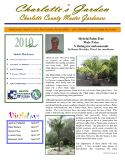 Hybrid Palm Tree Mule Palm X Butiagrus nabonnandii