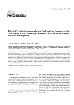 The Life Cycle of Leidyana ampullasp. n. (Apicomplexa