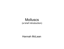 Molluscs (a brief introduction)