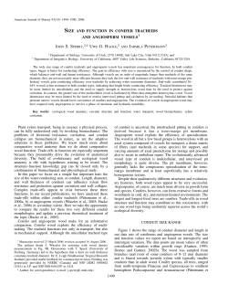size and function in conifer tracheids and angiosperm vessels