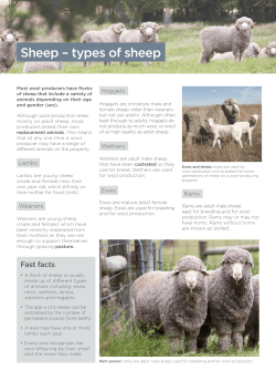 Sheep &ndash; types of sheep