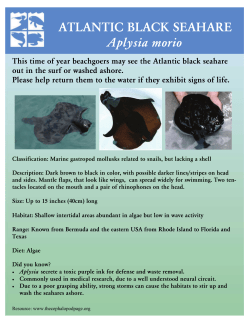 ATLANTIC BLACK SEAHARE Aplysia morio