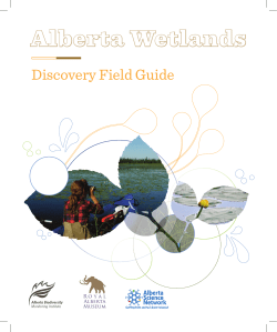 Alberta Wetlands
