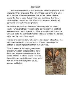 Jackrabbit The most remarkable of the jackrabbits` desert