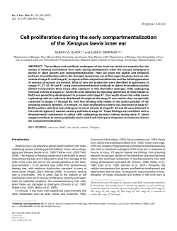 Cell proliferation during the early