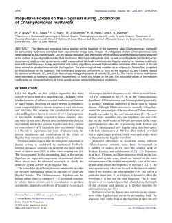 Propulsive Forces on the Flagellum during Locomotion of