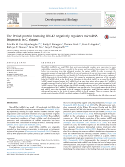The Period protein homolog LIN-42 negatively regulates