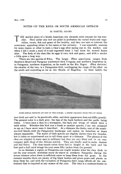 Notes on the Rhea or South American Ostrich (with three photos)