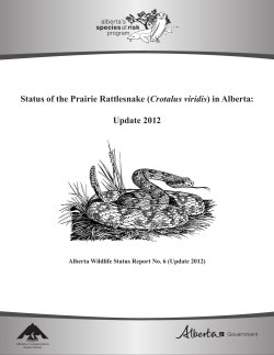 Status of the Prairie Rattlesnake in Alberta