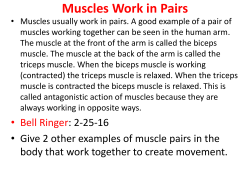 Muscles Work in Pairs