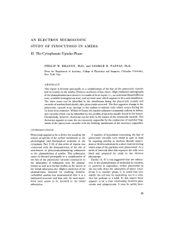 AN ELECTRON MICROSCOPIC STUDY OF