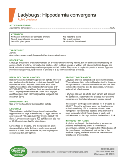 Hippodamia convergens - Evergreen Growers Supply