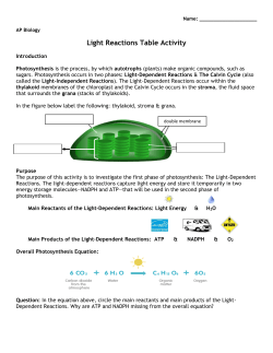 Light Reactions Table Activity