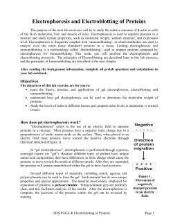 Electrophoresis and Electroblotting of Proteins