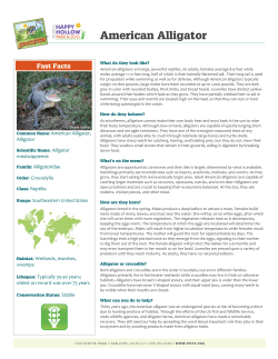 American Alligator