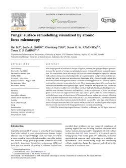 Fungal surface remodelling visualized by atomic force microscopy