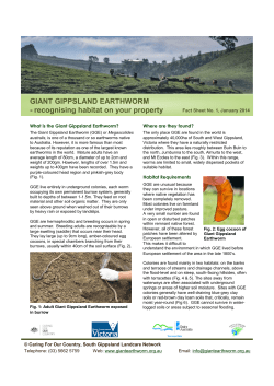 Giant Gippsland Earthworm - recognising habitat on your property
