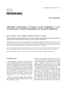 Chloroplast Ultrastructure of Euglena cuneata Pringsheim, E. deses