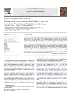 Cell death and tissue remodeling in planarian regeneration