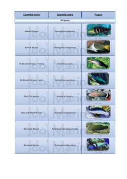 Common name Scientific name Picture Wrasses
