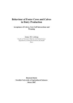 Behaviour of Foster Cows and Calves in Dairy Production