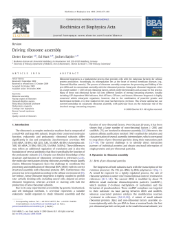Driving ribosome assembly